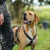 Yoyo  ein Pointer auf dem Weg in ein besseres Leben