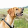 Yoyo  ein Pointer auf dem Weg in ein besseres Leben
