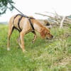 Yoyo  ein Pointer auf dem Weg in ein besseres Leben