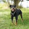 Narvic  ein Terrier, der endlich leben darf