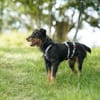 Narvic  ein Terrier, der endlich leben darf