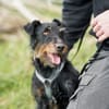 Narvic  ein Terrier, der endlich leben darf