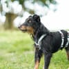 Narvic  ein Terrier, der endlich leben darf