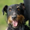 Narvic  ein Terrier, der endlich leben darf