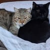 Gildo und Pink - eine Tierheimliebe