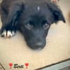 Berti  ein hübscher, kleiner Knuffel