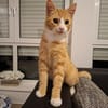 sußer Kater Leo in NRW sucht Zuhause