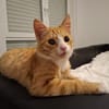 sußer Kater Leo in NRW sucht Zuhause