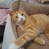 sußer Kater Leo in NRW sucht Zuhause