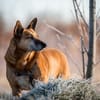 Mila - Seniorin sucht Streichler