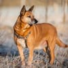 Mila - Seniorin sucht Streichler