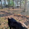 Nanda sucht ein neues Zuhause