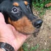 Junghunde,albern,verspielt,süss