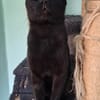 Gemütlicher, lieber Kater Black