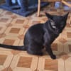 Gemütlicher, lieber Kater Black