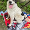 Mara, nette Hündin sucht neues Zuhause