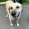 Chum - ein Hund zum verlieben