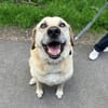 Chum - ein Hund zum verlieben