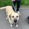 Chum - ein Hund zum verlieben