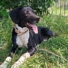 JACKY - sucht seinen Neuanfang