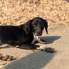 JACKY - sucht seinen Neuanfang