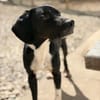 JACKY - sucht seinen Neuanfang
