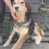Oshu, lieber Hund sucht neues Zuhause