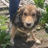 Oshu, lieber Hund sucht neues Zuhause