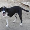 Ozzy, sanfter Riese sucht neue Familie