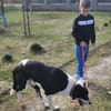 Ozzy, sanfter Riese sucht neue Familie
