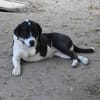 Ozzy, sanfter Riese sucht neue Familie