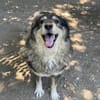 Woody, freundlicher Rüde sucht Zuhause