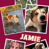 sanfter lieber hübscher Jamie auf PS in 80999