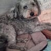 SOS!!! PAMACS!! Er muss in 4 Wochen sein Zuhause verlassen