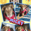bezaubernder Welpenjunge Micky auf PS 92348