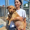GRÄFIN SCHNUFFEL - bezaubernde kleine Hündin