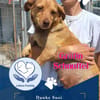 GRÄFIN SCHNUFFEL - bezaubernde kleine Hündin