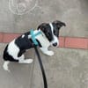 Lio - der neugierige Jack-Russel-Mix