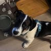 Lio - der neugierige Jack-Russel-Mix