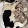 Lio - der neugierige Jack-Russel-Mix