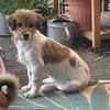 Frieda💕liebe und freundliche junge Hündin