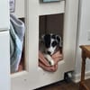 Ottilia - das umgängliche Welpenmädchen