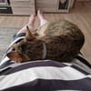 ❤ Greta sucht ihr Für-immer-Zuhause ❤