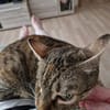 ❤ Greta sucht ihr Für-immer-Zuhause ❤