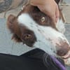 Schmusige Olivia7 sucht ihr Zuhause