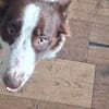 Schmusige Olivia7 sucht ihr Zuhause