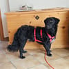 MELIOR ° Hundemann mit Lakritzoptik