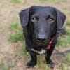 MELIOR ° Hundemann mit Lakritzoptik
