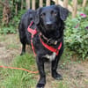 MELIOR ° Hundemann mit Lakritzoptik