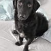 MELIOR ° Hundemann mit Lakritzoptik